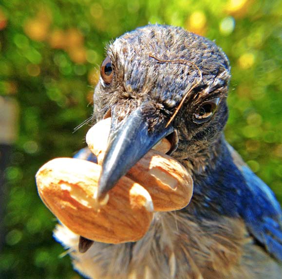 Bird cam feeder photo of Scrub Jay. Photographed with Bird Photo Booth 2.0.